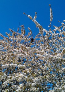 Ciori negre in copac alb